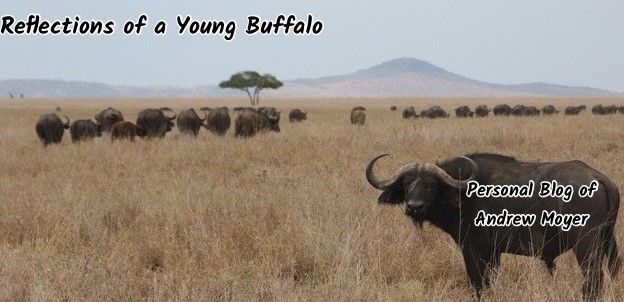 Young Buffalo banner